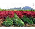 歐洲紅楓