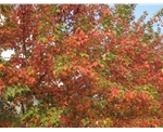 美國紅楓秋日夢幻