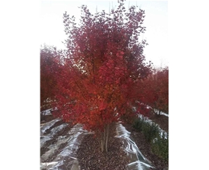 叢生紅點紅楓