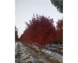 叢生紅點紅楓