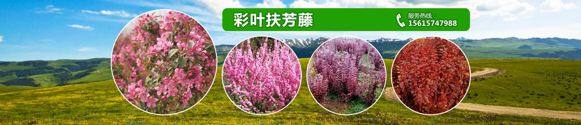 泰安韻可園林綠化有限公司